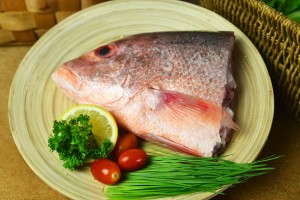 frozen fish fillets suppliers