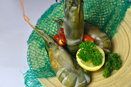 fresh seafood wholesale